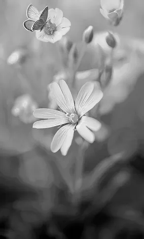 Develop Yourself image